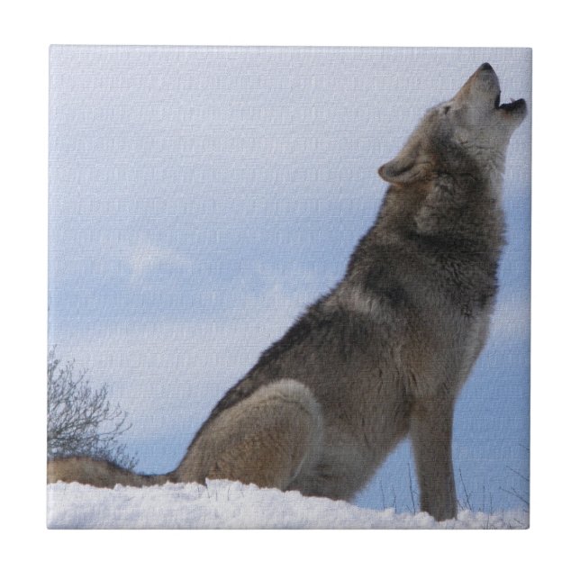 Wolfheulen Fliese (Vorderseite)