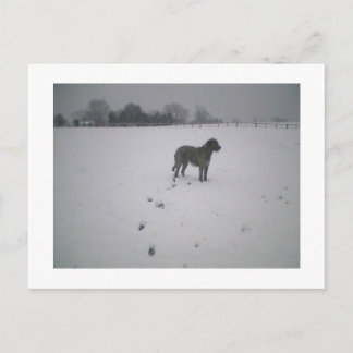 Wolfhund im Schnee Postkarte
