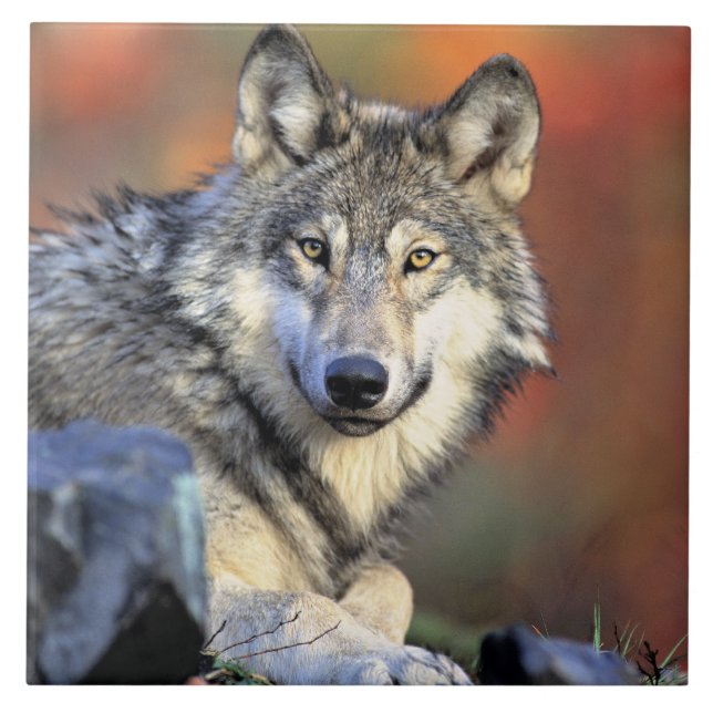 Wolfporträt Fliese (Vorderseite)