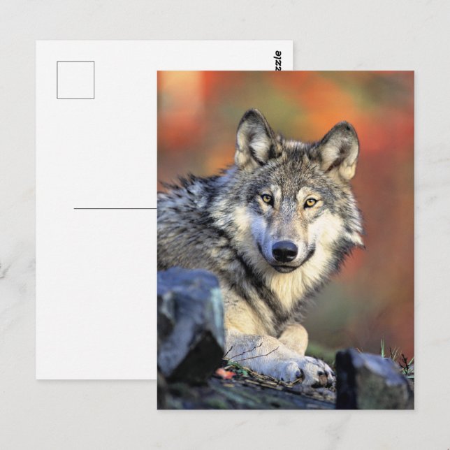 Wolfporträt Postkarte (Vorne/Hinten)
