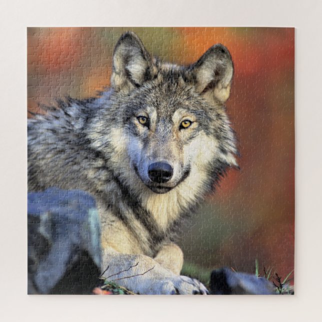 Wolfporträt Puzzle (Vertikal)