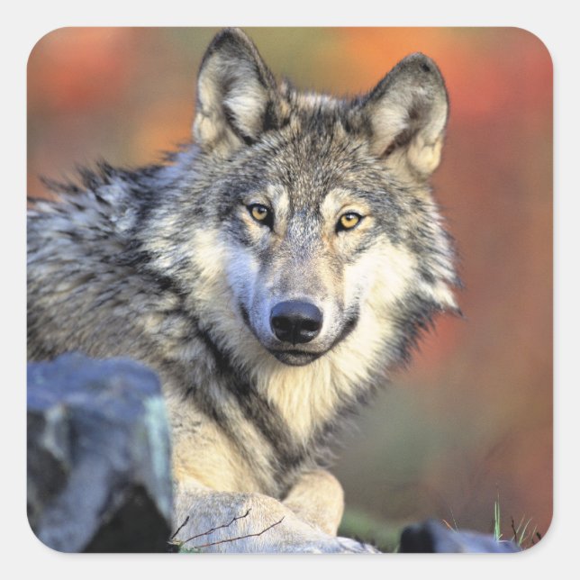Wolfporträt Quadratischer Aufkleber (Vorderseite)