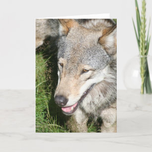 Wolfprowl-Gruß-Karte Karte