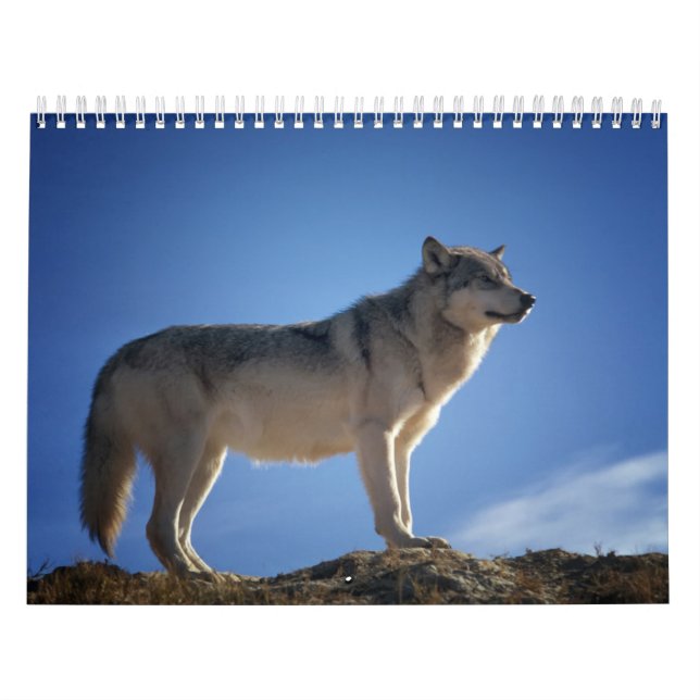 Wolfskalender, Calendar Wolf Kalender (Titelbild)