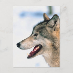 Wolfskopf Postkarte