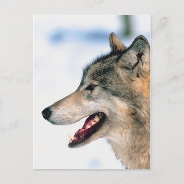 Wolfskopf Postkarte (Vorderseite)