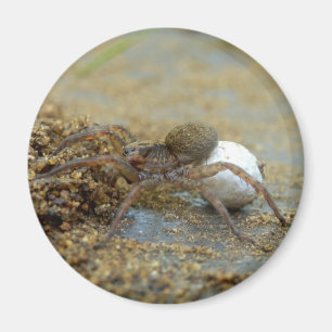 Wolfspinne mit eier sac magnet