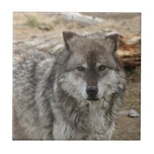 Wolftiergesicht mustert Hunde- WaldZoopark Fliese