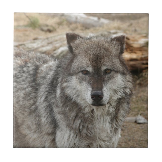 Wolftiergesicht mustert Hunde- WaldZoopark Fliese (Vorderseite)