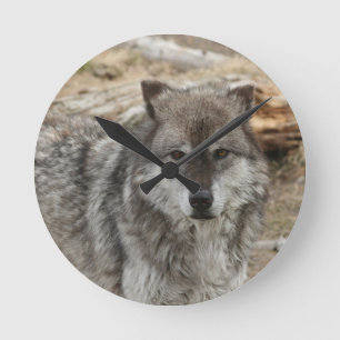 Wolftiergesicht mustert Hunde- WaldZoopark Runde Wanduhr
