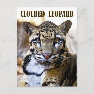 Wolkendecke Postkarte