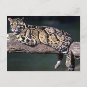 Wolkenleopard im Logbuch Postkarte