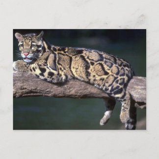 Wolkenleopard im Logbuch Postkarte