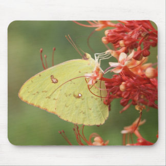 Wolkenloser Schwefel-Schmetterling Mousepad