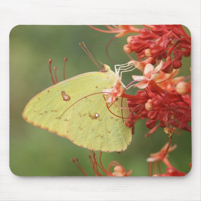 Wolkenloser Schwefel-Schmetterling Mousepad (Vorne)
