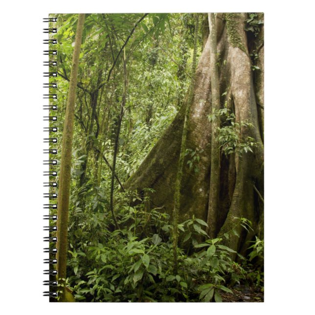 Wolkenwald, Bosque de Paz, Costa Rica Notizblock (Vorderseite)