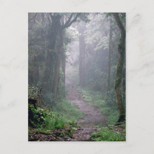 Wolkenwald, Kilimanjaro, Tansania Postkarte