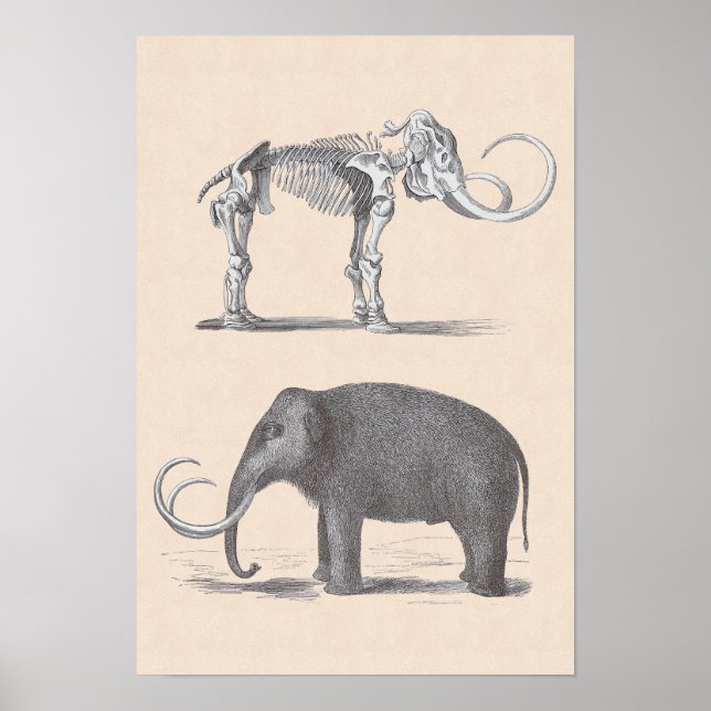 Wolle Mammoth und Skeleton prähistorische Tiere Poster (Vorne)