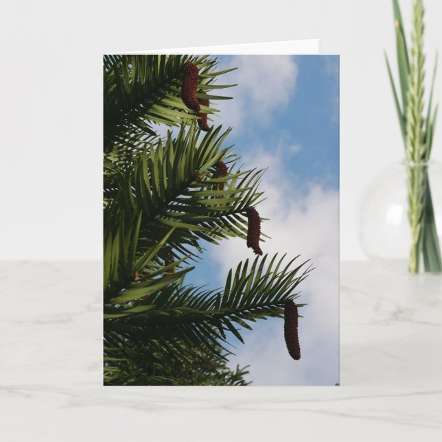 Wollemi Pine Tree Cones Card Karte (Vorderseite)