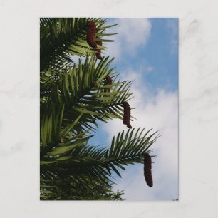 Wollemi Pine Tree Cones Postcard Postkarte