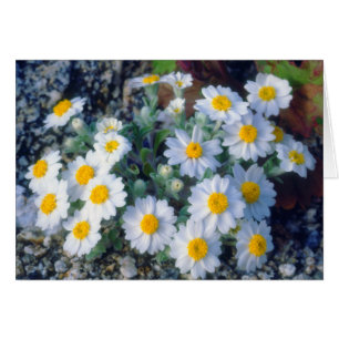 Wollige Daisy-Wildblumen