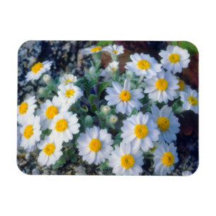 Wollige Daisy-Wildblumen Magnet