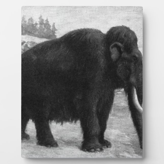 Wolliges Mammut-Mod-Schicksal Fotoplatte (Vorderseite)