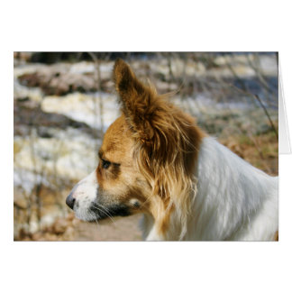 Wolljacken-WaliserCorgi