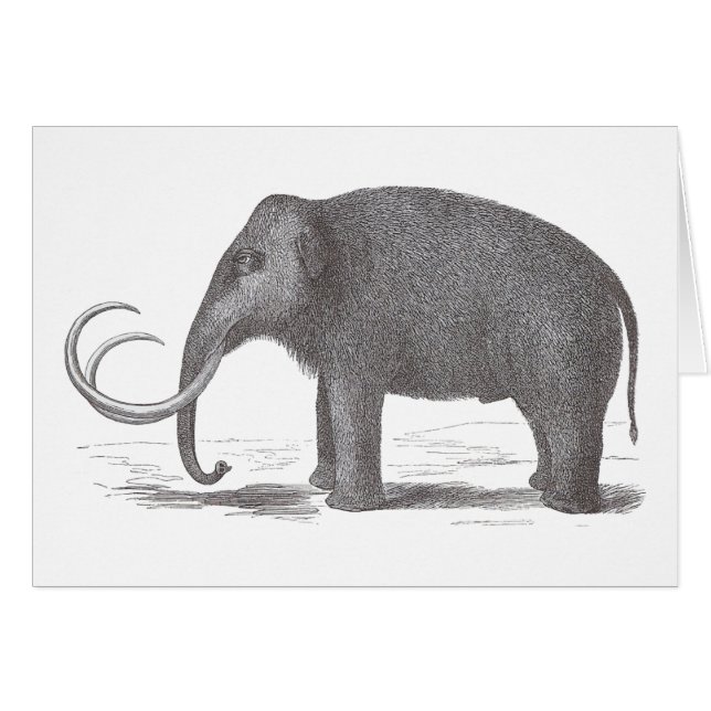 Wollmammut ausgestorben Mastodon Antique Print (Vorderseite (Horizontal))