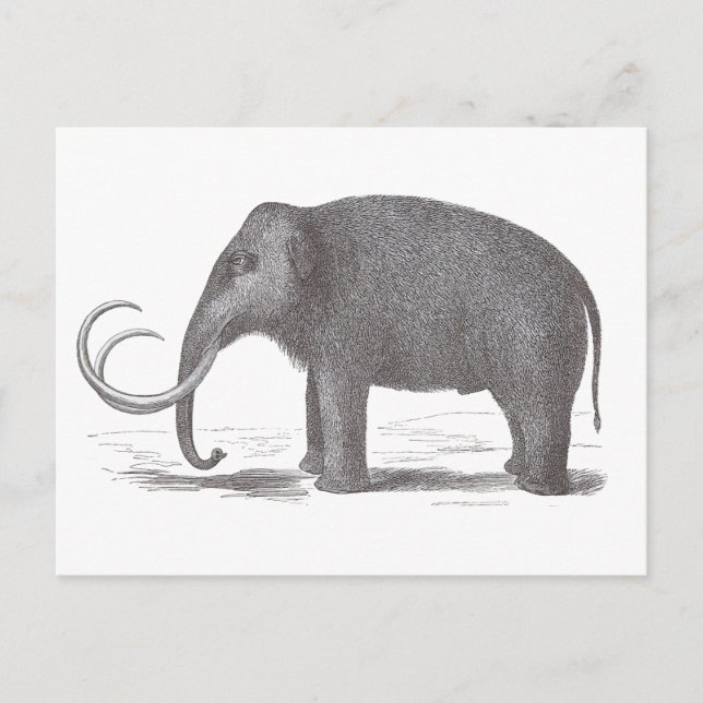 Wollmammut ausgestorben Mastodon Antique Print Postkarte (Vorderseite)