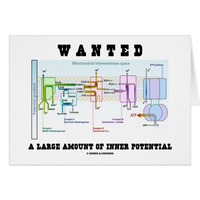 Wollte eine große Menge inneres Potenzial (Vorderseite (Horizontal))