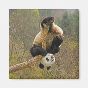 Wolong-Panda-Reservat, China, 2 1/2 Jahre alt Magnet