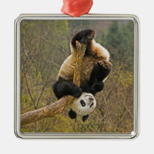 Wolong-Panda-Reservat, China, 2 1/2 Jahre alt Silbernes Ornament