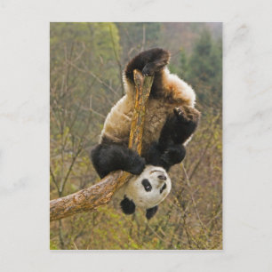 Wolong Panda Reserve, China, 2 1/2 Jahre alt Postkarte