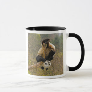 Wolong Panda Reserve, China, 2 1/2 Jahre alt Tasse