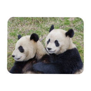 Wolong-Reservat, China, Riesenpanda umarmend Magnet