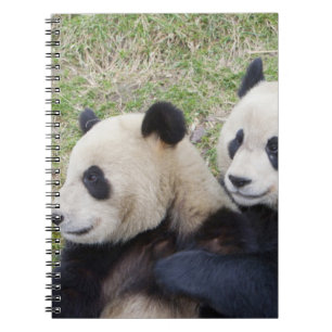 Wolong-Reservat, China, Riesenpanda umarmend Notizblock