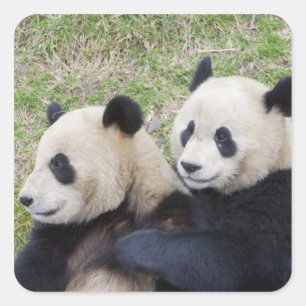 Wolong-Reservat, China, Riesenpanda umarmend Quadratischer Aufkleber