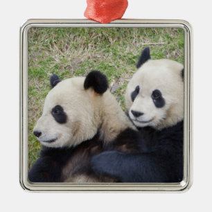 Wolong-Reservat, China, Riesenpanda umarmend Silbernes Ornament