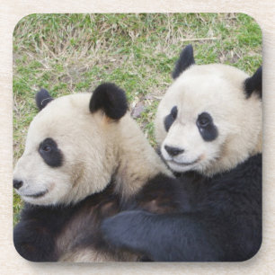 Wolong-Reservat, China, Riesenpanda umarmend Untersetzer