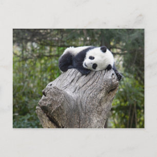 Wolong Reserve, China, Baby-Panda-Schlaf Postkarte