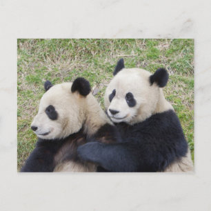 Wolong Reserve, China, Riesenpanda-Umarmung Postkarte