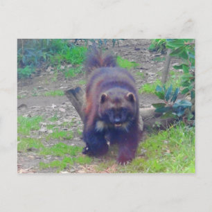 Wolverine #1 Postcard Postkarte