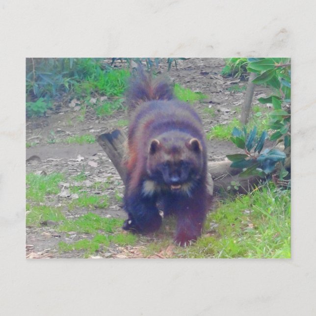 Wolverine #1 Postcard Postkarte (Vorderseite)