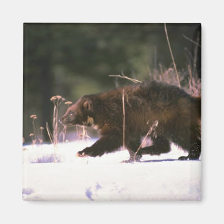 Wolverine durch Schnee rennen Magnet