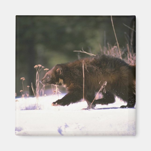 Wolverine durch Schnee rennen Magnet (Vorne)