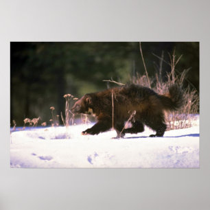 Wolverine durch Schnee rennen Poster