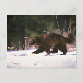 Wolverine durch Schnee rennen Postkarte