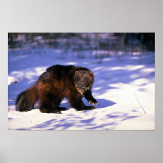 Wolverine im Schnee Poster