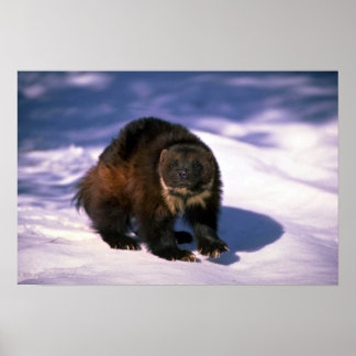 Wolverine im Schnee Poster